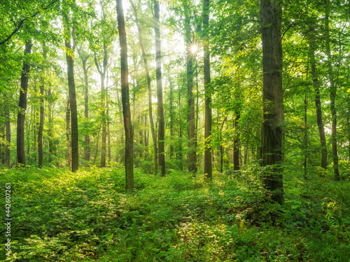 The Sun is shining through Forest of Beech and oak Trees with morning mist