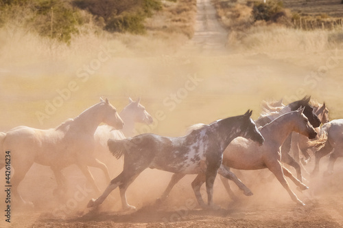 tropilla de caballos cruzando un camino polvoriento al galope