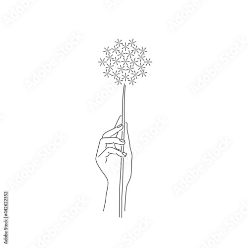 Puszysty dmuchawiec - kobieca ręka trzymająca kwiat. Wektorowa ilustracja. Subtelny, pełen delikatności obrazek.