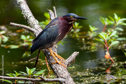 Close Up Of Green Heron Perched On Limb-1514