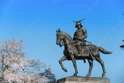 日本 仙台市青葉城址の伊達政宗公騎馬像とさくら