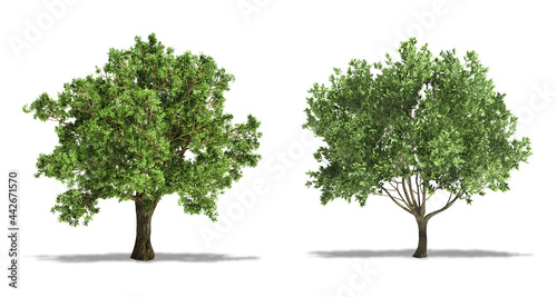 Cork Oak (Quercus Suber) and Olive (Olea Europaea) Tree, Plants Isolated on White Background. High Resolution