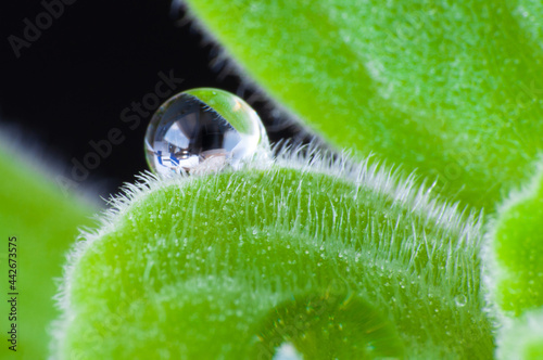 Macro of dew drops on leaves. Small-leaf mexican mint.