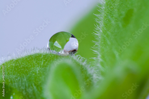 Macro of dew drops on leaves. Small-leaf mexican mint.