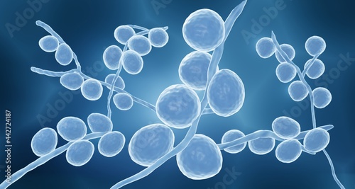 Pathogenic fungi such as candida yeasts that are most common cause of fungal infections worldwide