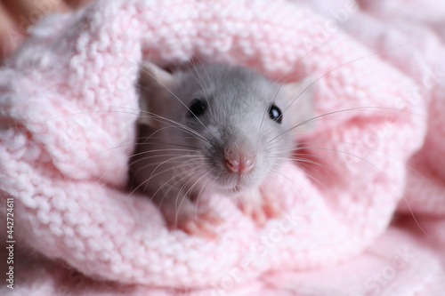 Cute small rat wrapped in pink knitted plaid, closeup