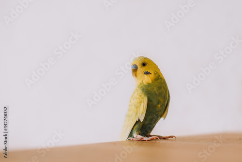 Cute little parakeet budgie at home