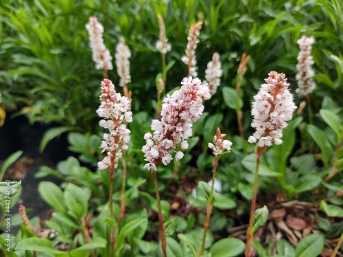 Persicaria affinis 'Donald Lowndes'