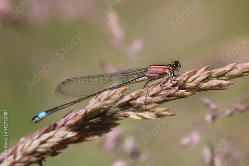  Female Blue Tailed Damselfly with rufescens colouring showing, perched on a grass head. Damselfly is feeding on the grass pollen which can be seen round its mouth. Scientific name Ischnura elegans