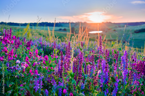 Beautiful wildflowers on a green meadow. Warm summer evening with a bright meadow during sunset. Grass silhouette in the light of the golden setting sun. Beautiful nature landscape with sunbeams.