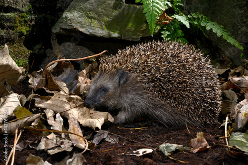 Hedgehog // Igel (Erinaceus europaeus)