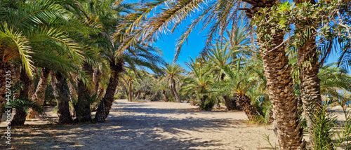 PLAŻA Z PALMAMI. PLAŻA VAI NA WYSPIE KRETA, GRECJA. 