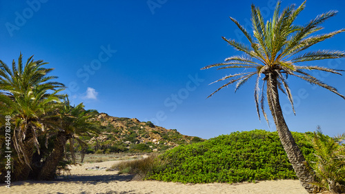 PLAŻA Z PALMAMI. PLAŻA VAI NA WYSPIE KRETA, GRECJA. 