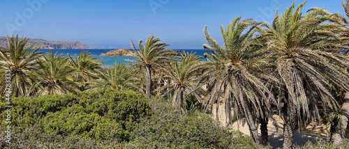 PLAŻA Z PALMAMI. PLAŻA VAI NA WYSPIE KRETA, GRECJA. 