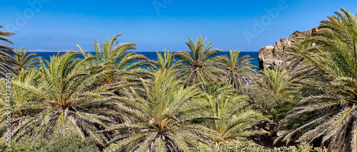 PLAŻA Z PALMAMI. PLAŻA VAI NA WYSPIE KRETA, GRECJA. 