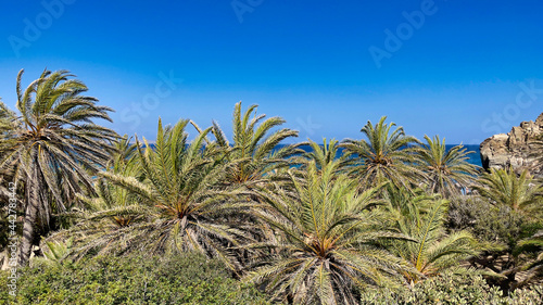 PLAŻA Z PALMAMI. PLAŻA VAI NA WYSPIE KRETA, GRECJA. 