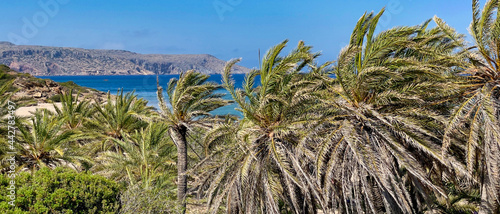 PLAŻA Z PALMAMI. PLAŻA VAI NA WYSPIE KRETA, GRECJA. 