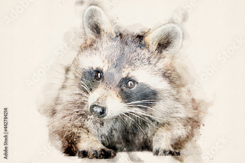 Raccoon with typical facial mask. Aquarelle, watercolor illustration.