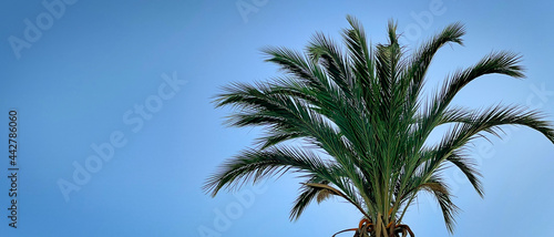 Liście palmy na tle nieba