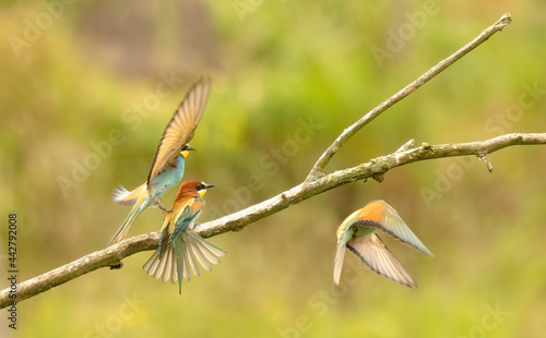 bee-eater flying and fighting , Bienenfresser fliegen und kämpfen