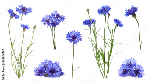 Set with beautiful blue cornflowers on white background. Banner design