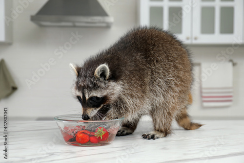 Cute raccoon washing strawberries in bowl on kitchen table
