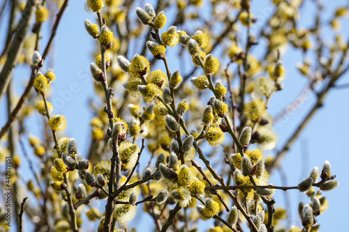 Male flowering catkins on a willow tree, goat willow, pussy willow or great sallow, Salix caprea