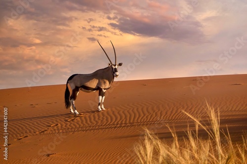 Side view of a beautiful oryx (Oryx gazella) standing near the ridge of a red sand dune at sunset, turning its head toward the camera, in the Namib Desert, Namibia.