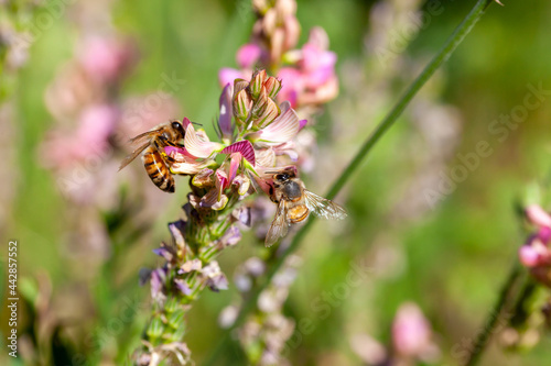 Abeille mellifère butinant des fleurs de sainfoin dans une prairie fleurie