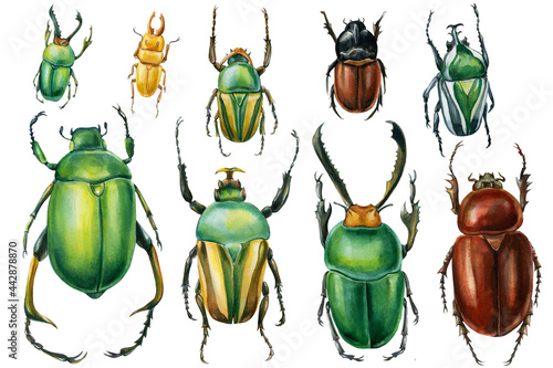 Beetles on an isolated white background, watercolor illustration, green scarab beetle