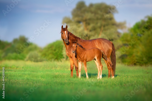 Red mare and foal on green pasture