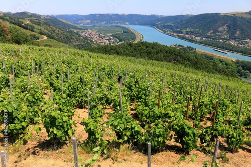 Vallée du Rhône Vignes Vignoble du Côtes du Rhône Auvergne Rhône Alpes France