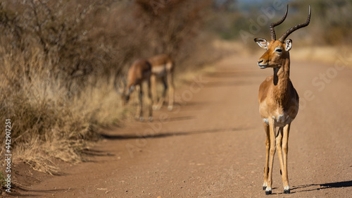 Impala ram in the road