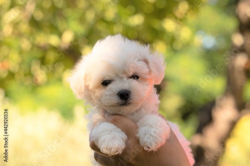 chiot bichon frisé