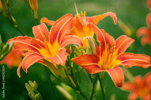 Liliowiec – Hemerocallis 