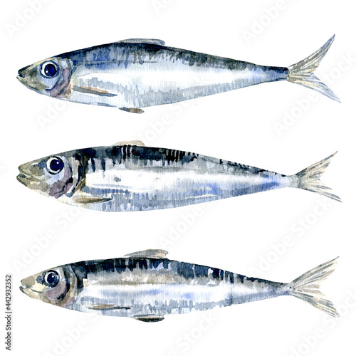 Watercolor set of sardines