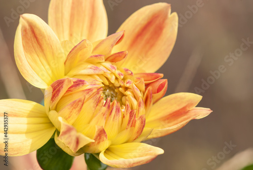 Close up of a dahlia bloom growing wild in a meadow