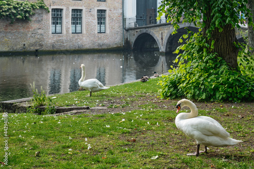 Swans on a canal bank near Begijnhof Beguinage in Bruges town. Brugge, Belgium
