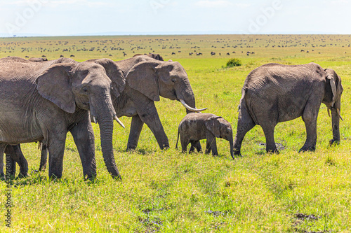 Elephants on the Masai Mara.