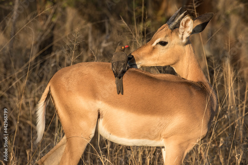 South Africa. Red-billed oxpecker bird on impala's back.