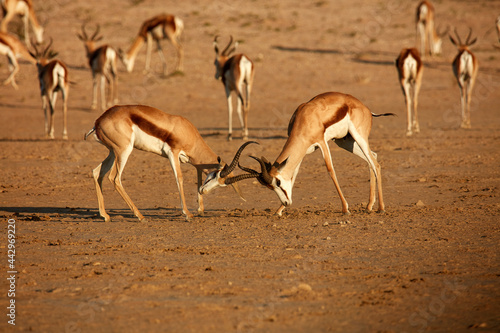 Springboks fighting (Antidorcas marsupialis ) Kgalagadi Transfrontier Park South Africa