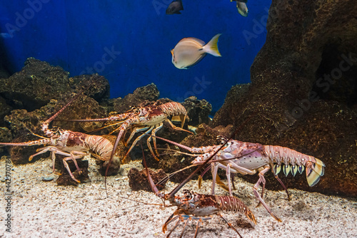 Spiny lobsters, Panulirus argus, florida, USA, Feb 2016