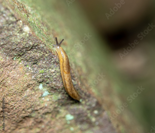 Slug Crawling on Rock