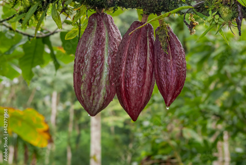 Cacao Tree (Theobroma cacao) on plantation, Nicaragua
