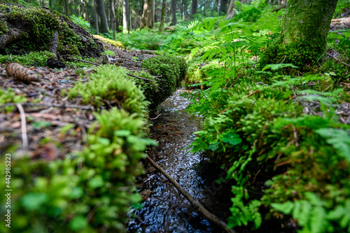 small stream of water through green forest