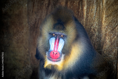 a close up portrait of a male mandrill ((Mandrillus sphinx)