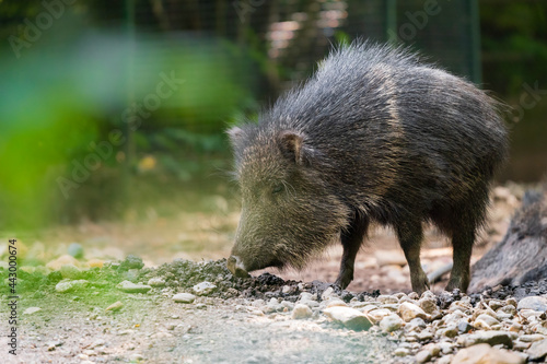 The Chacoan peccary or tagua (Catagonus wagneri) is the last extant species of the genus Catagonus, found in the Gran Chaco of Paraguay, Bolivia, and Argentina. Approximately 3,000 remain in the world