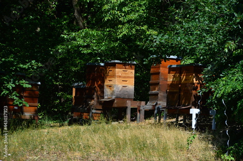 Bienenstöcke im Wissenschaftspark Albert Einstein auf dem Telegrafenberg, Potsdam, Brandenburg