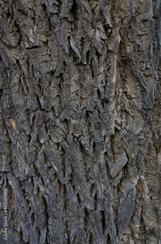 Szorstka powierzchnia kory pnia drzewa z bliska