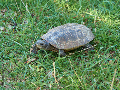 Leprous tortoise. Mauremys leprous